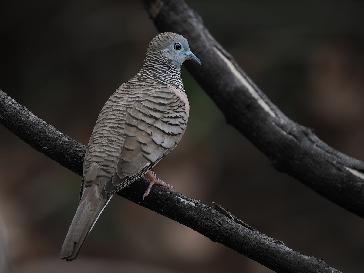 Peaceful Dove - ML616100255