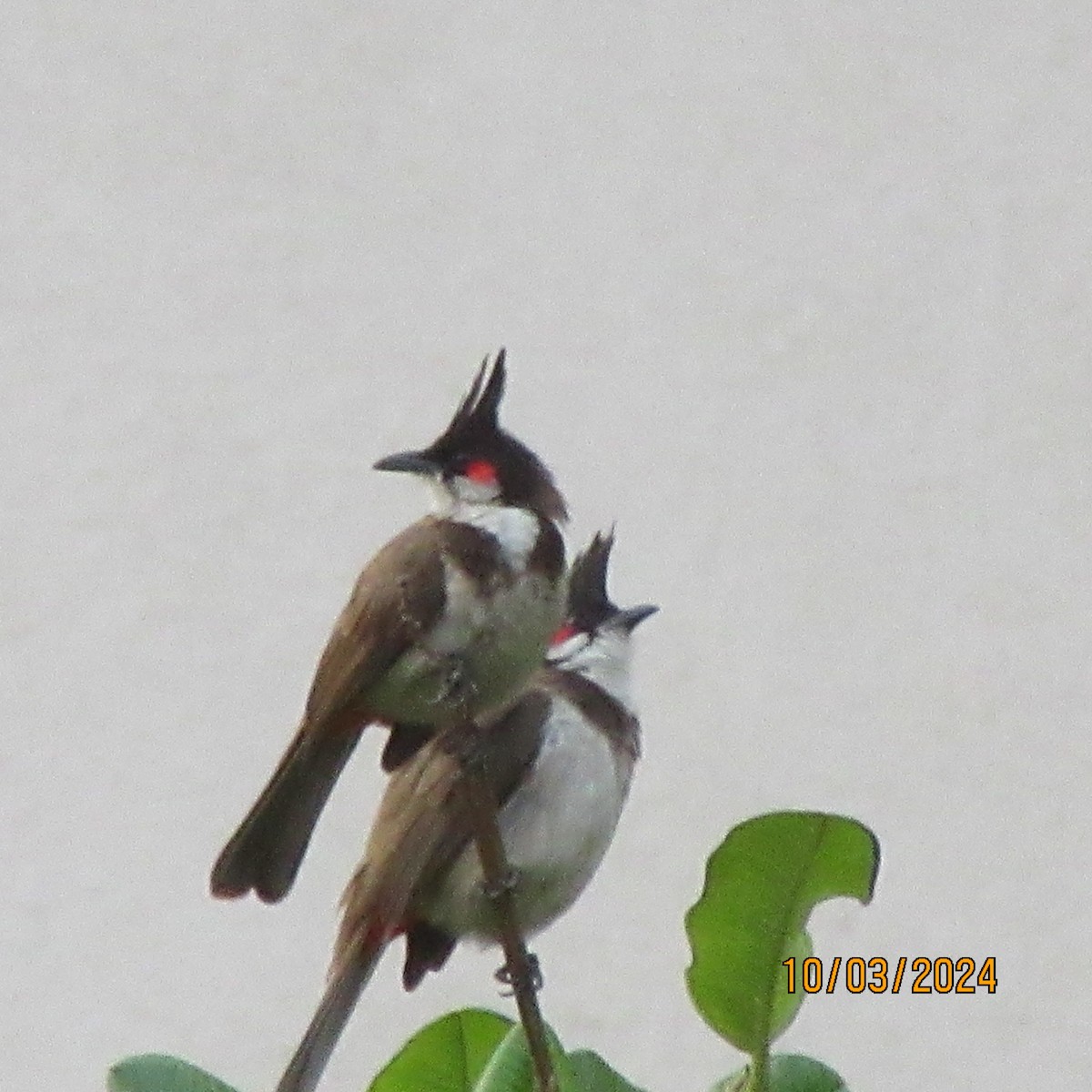 紅耳鵯 - ML616100394