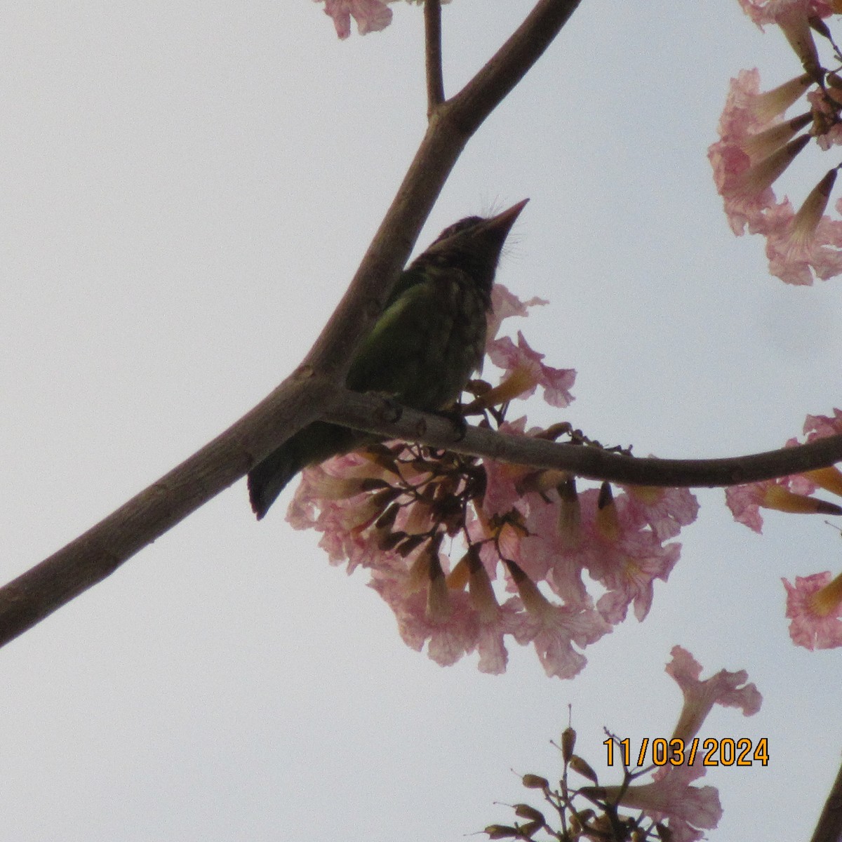 White-cheeked Barbet - ML616100404