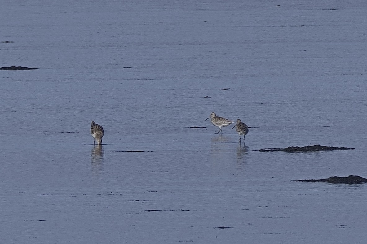 Bar-tailed Godwit - ML616100417