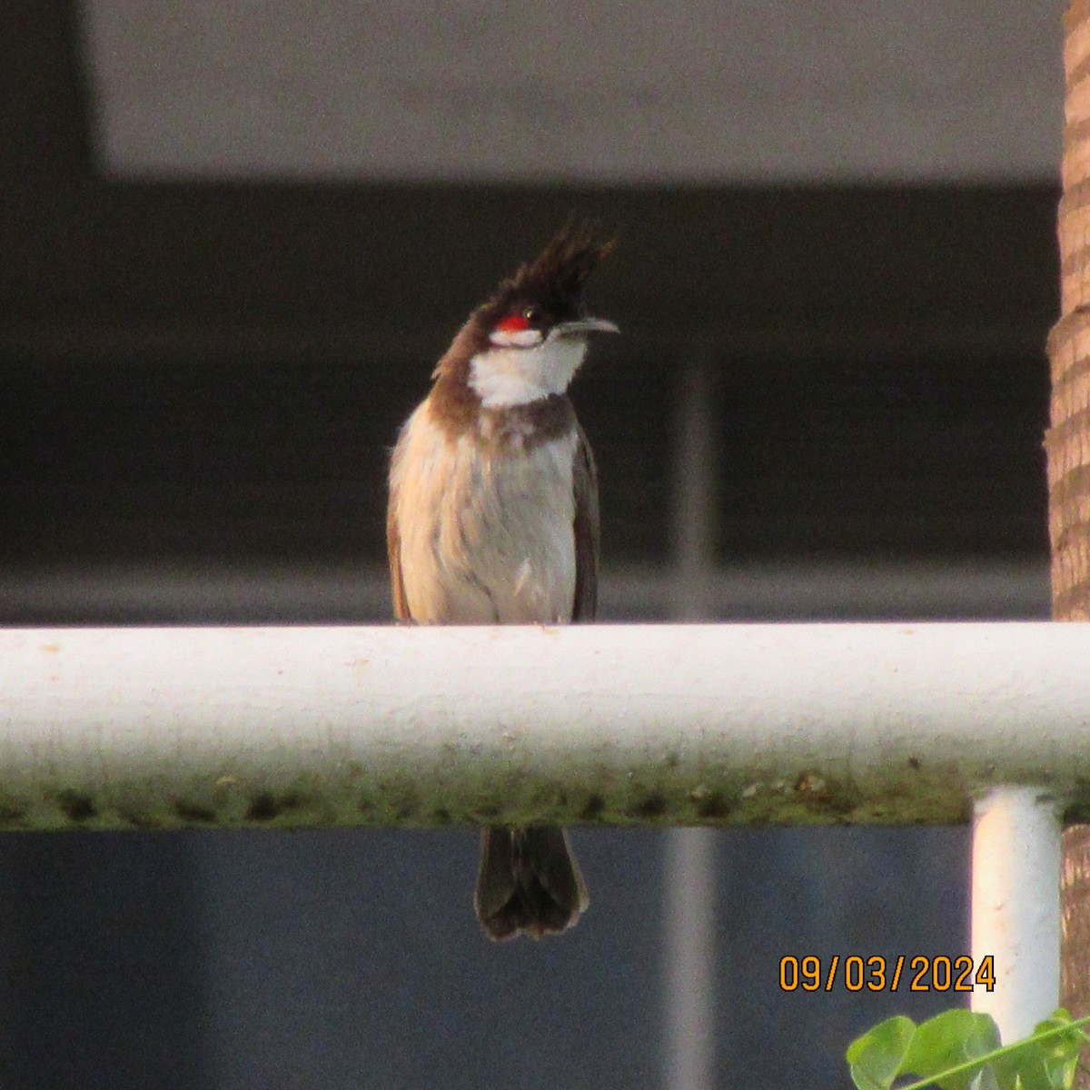 紅耳鵯 - ML616100435