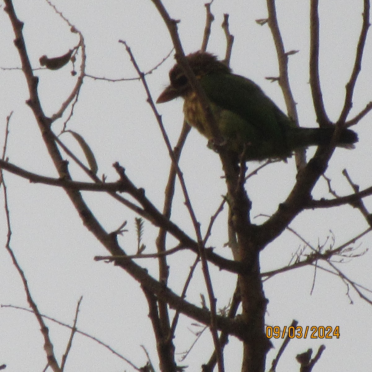 White-cheeked Barbet - ML616100439