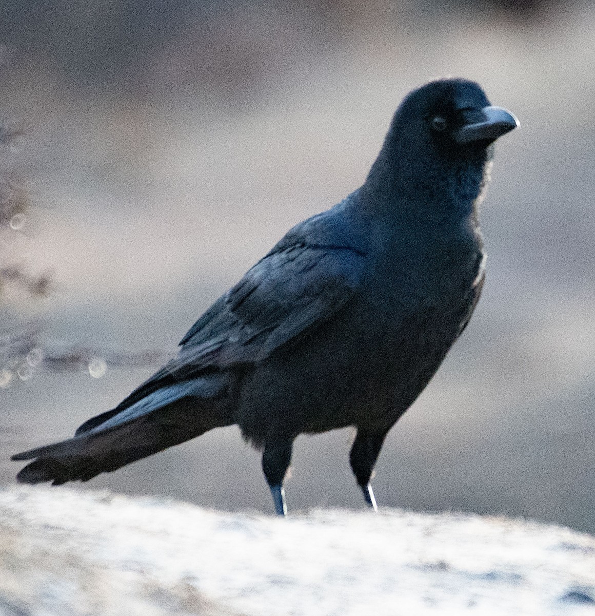 Large-billed Crow - ML616100467