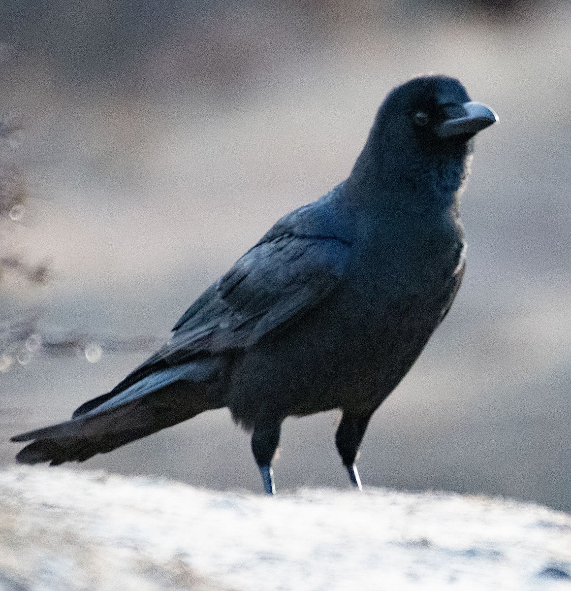 Corbeau à gros bec - ML616100467