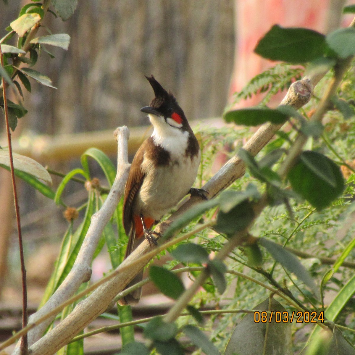 紅耳鵯 - ML616100491