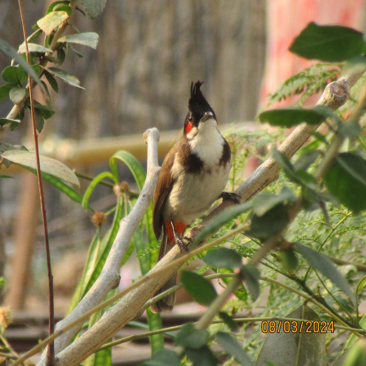 紅耳鵯 - ML616100495