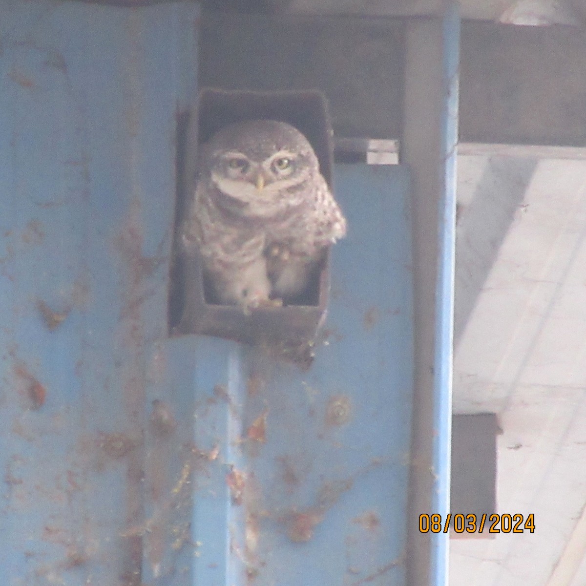 Spotted Owlet - ML616100498