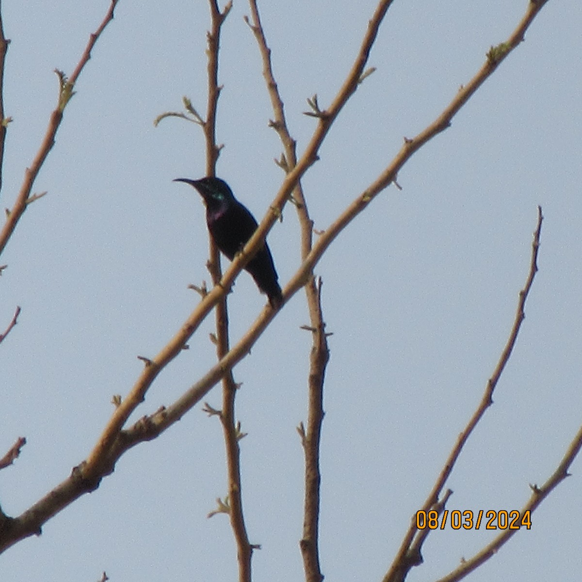 Purple Sunbird - ML616100501