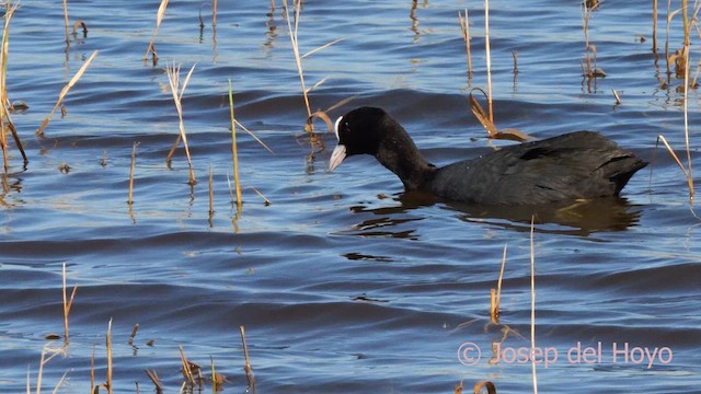 Eurasian Coot - ML616100503