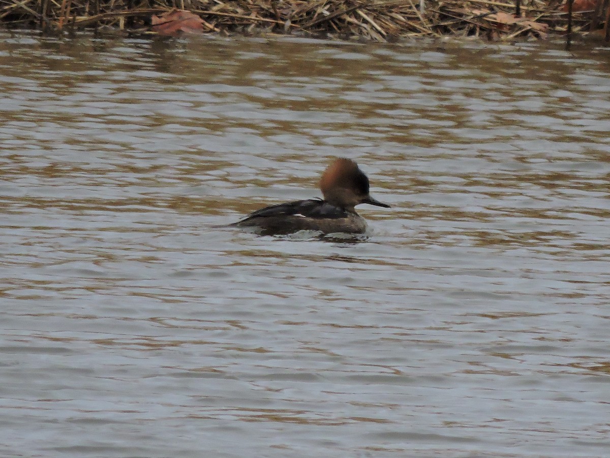 Hooded Merganser - ML616100603