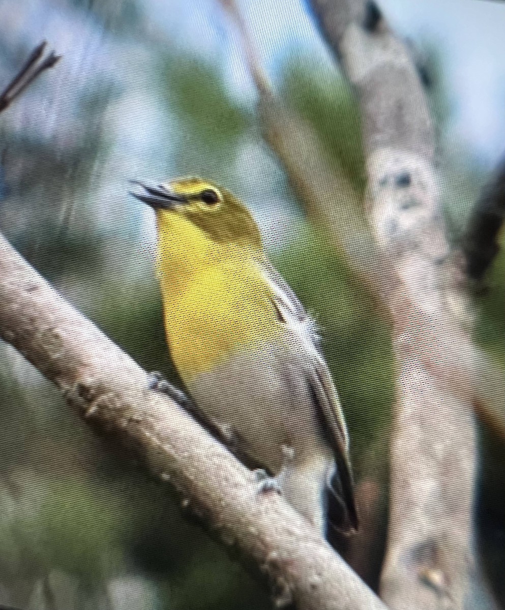 Yellow-throated Vireo - ML616100670