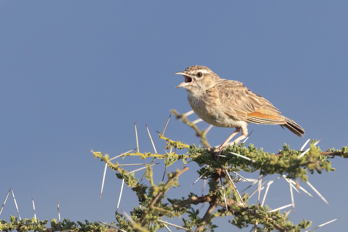 Fawn-colored Lark (Foxy) - ML616100682