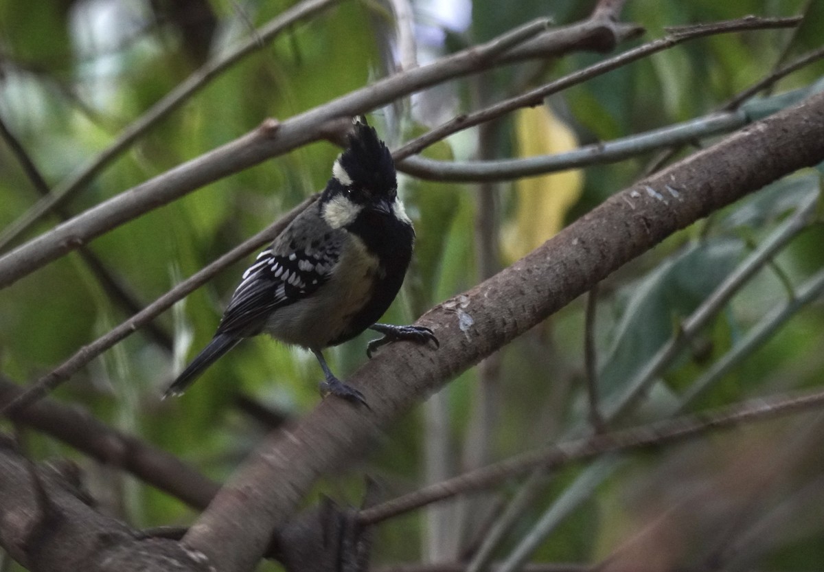 Indian Yellow Tit - Nathanael Poffley