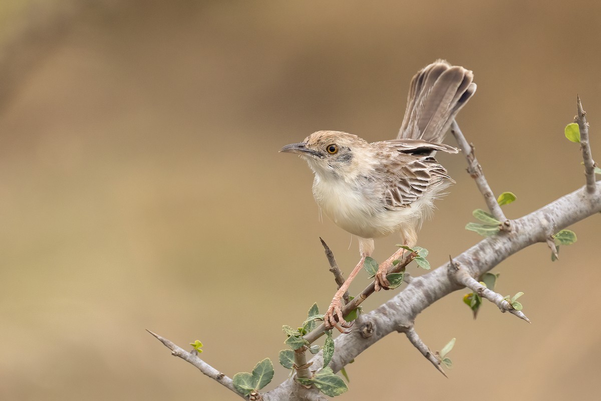 Ashy Cisticola - ML616100717