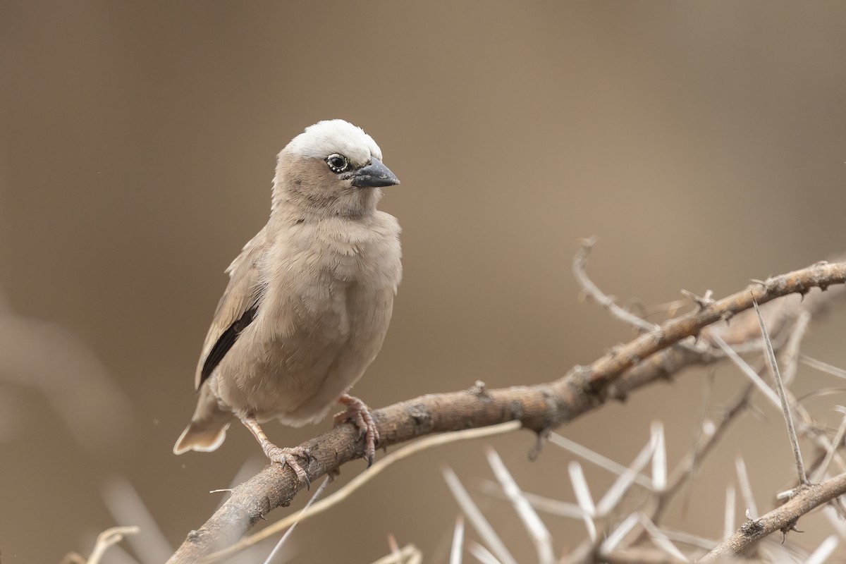 Gray-headed Social-Weaver - Chris Venetz | Ornis Birding Expeditions