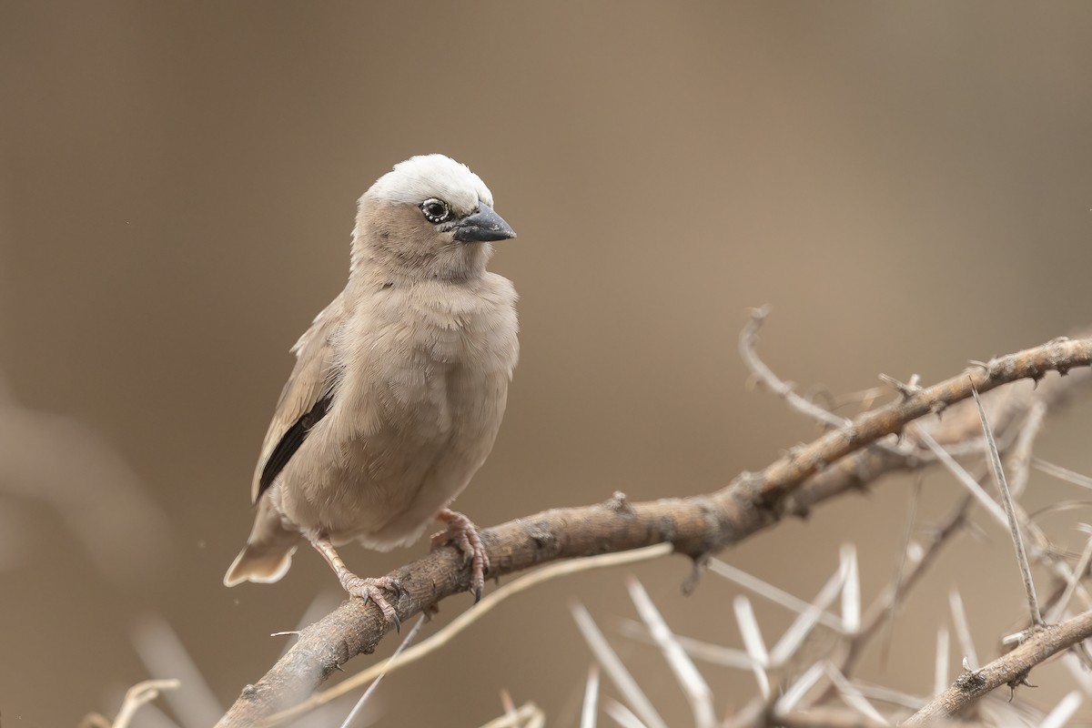 Gray-headed Social-Weaver - ML616100729