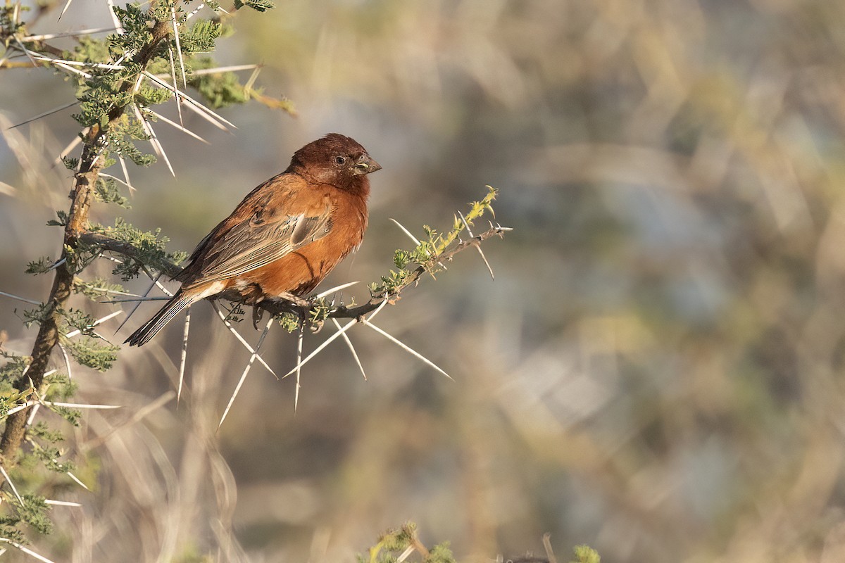 Chestnut Sparrow - Chris Venetz | Ornis Birding Expeditions