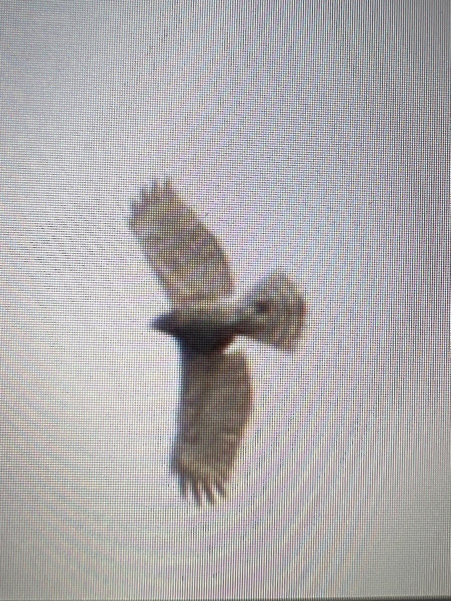 Red-shouldered Hawk - Prineet Anand