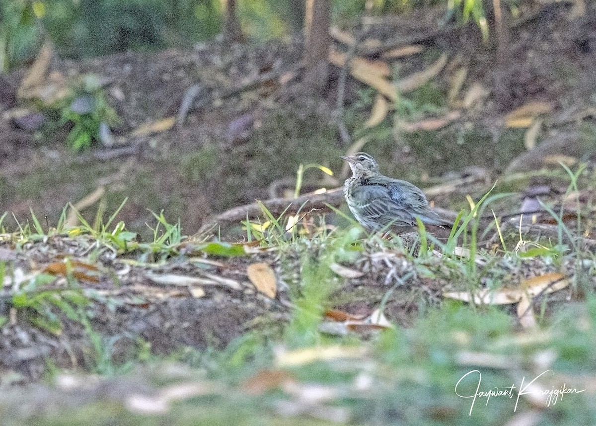 Olive-backed Pipit - ML616100767