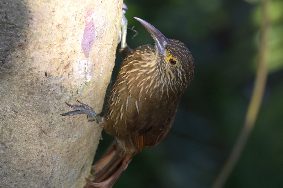 Strong-billed Woodcreeper - ML616100777