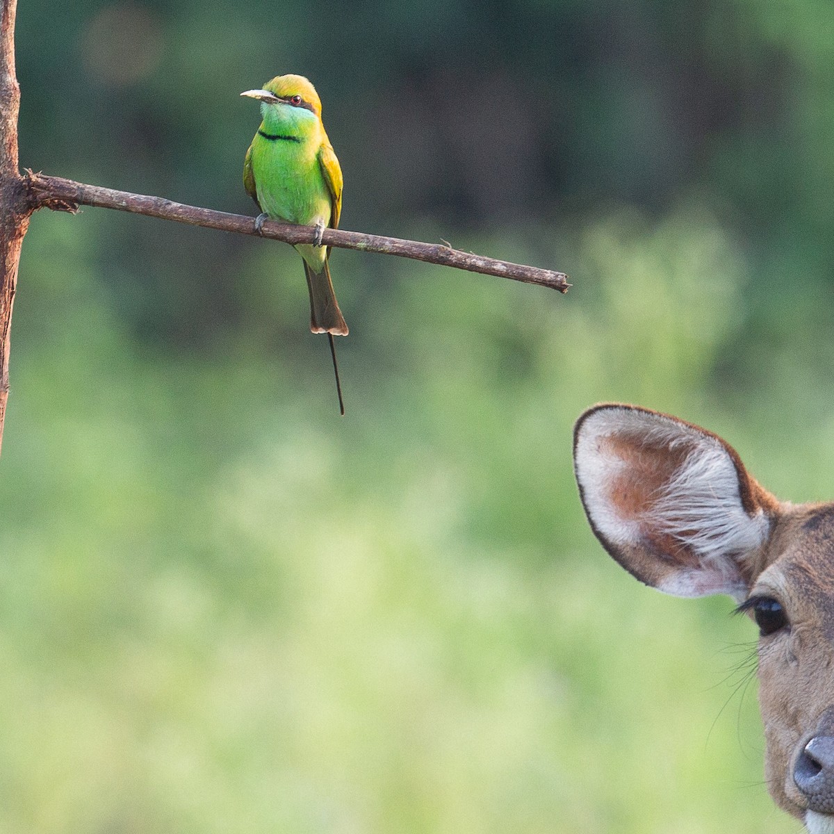 Asian Green Bee-eater - ML616100790