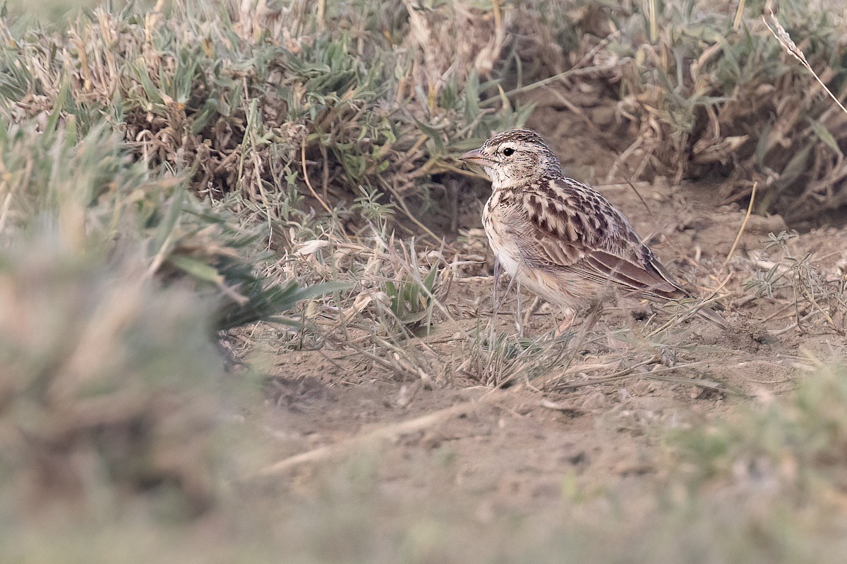 Somali Short-toed Lark (Athi) - Chris Venetz | Ornis Birding Expeditions