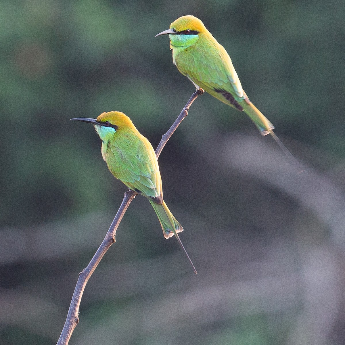 Asian Green Bee-eater - ML616100807