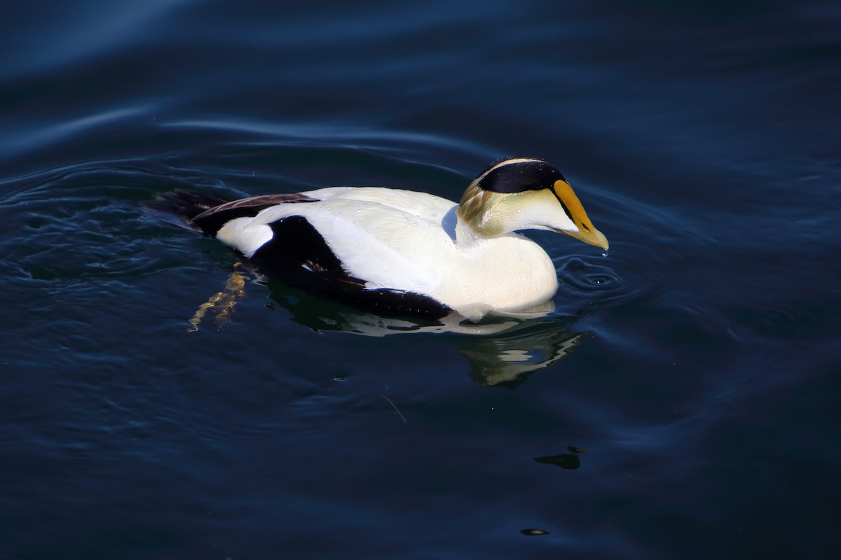 Common Eider - ML616100891