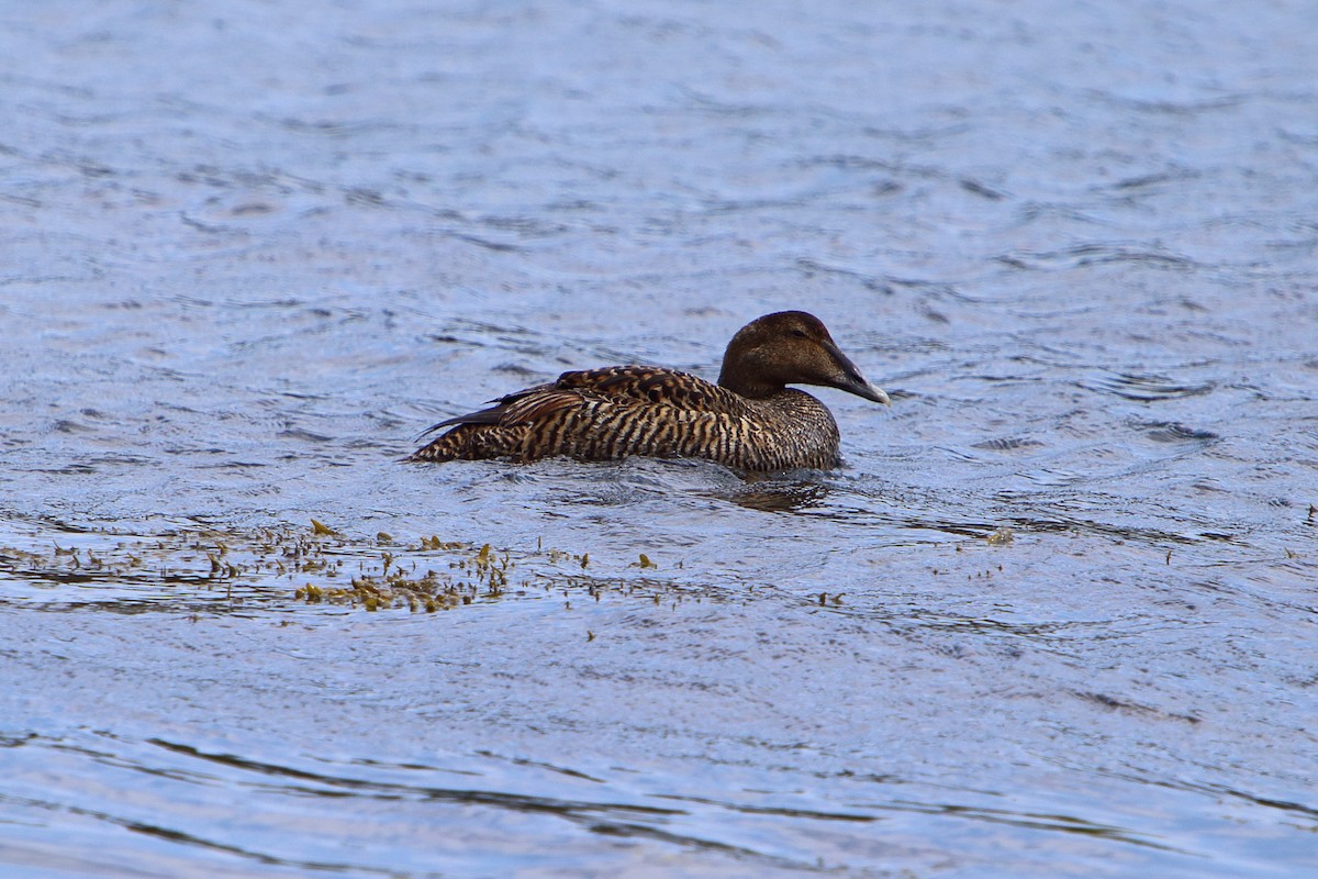 Common Eider - ML616100892