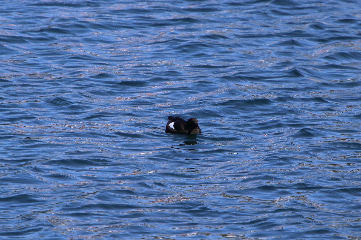 Black Guillemot - ML616100897