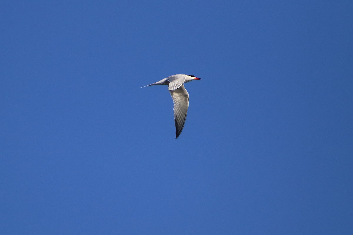 Common Tern - ML616100972