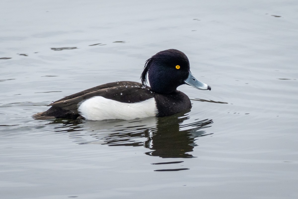 Tufted Duck - Robert Stone