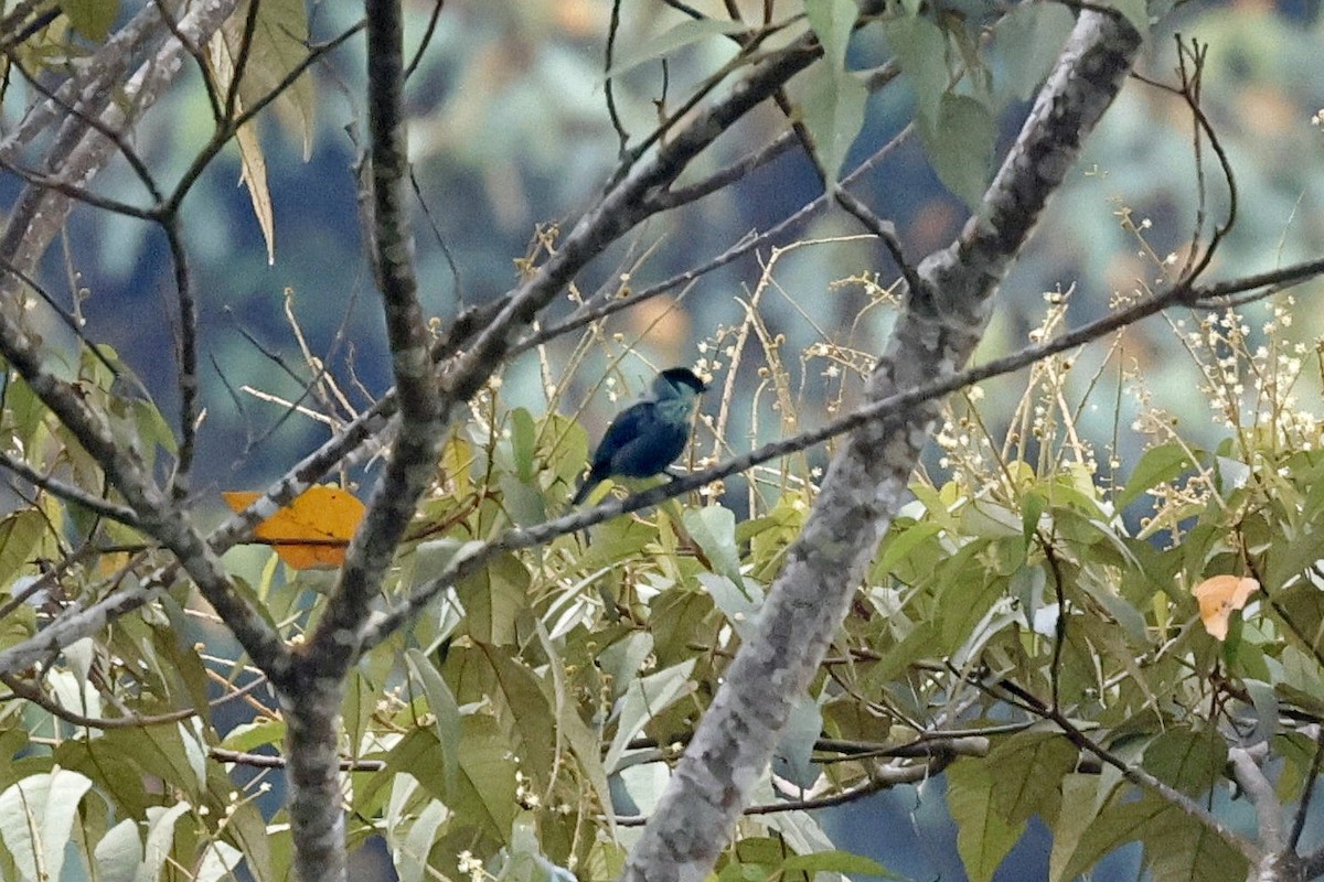 Black-capped Tanager - Lyle Hamilton