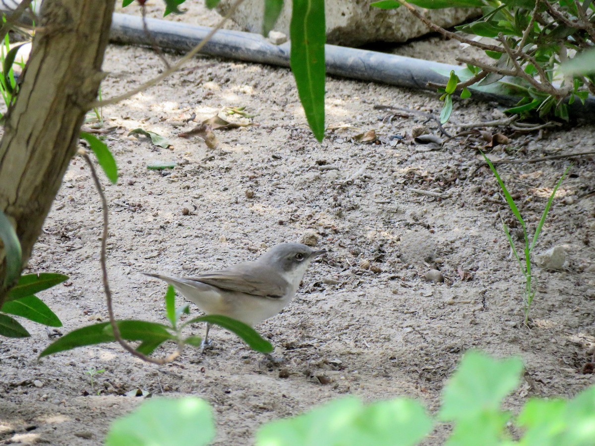 Lesser Whitethroat - ML616101011