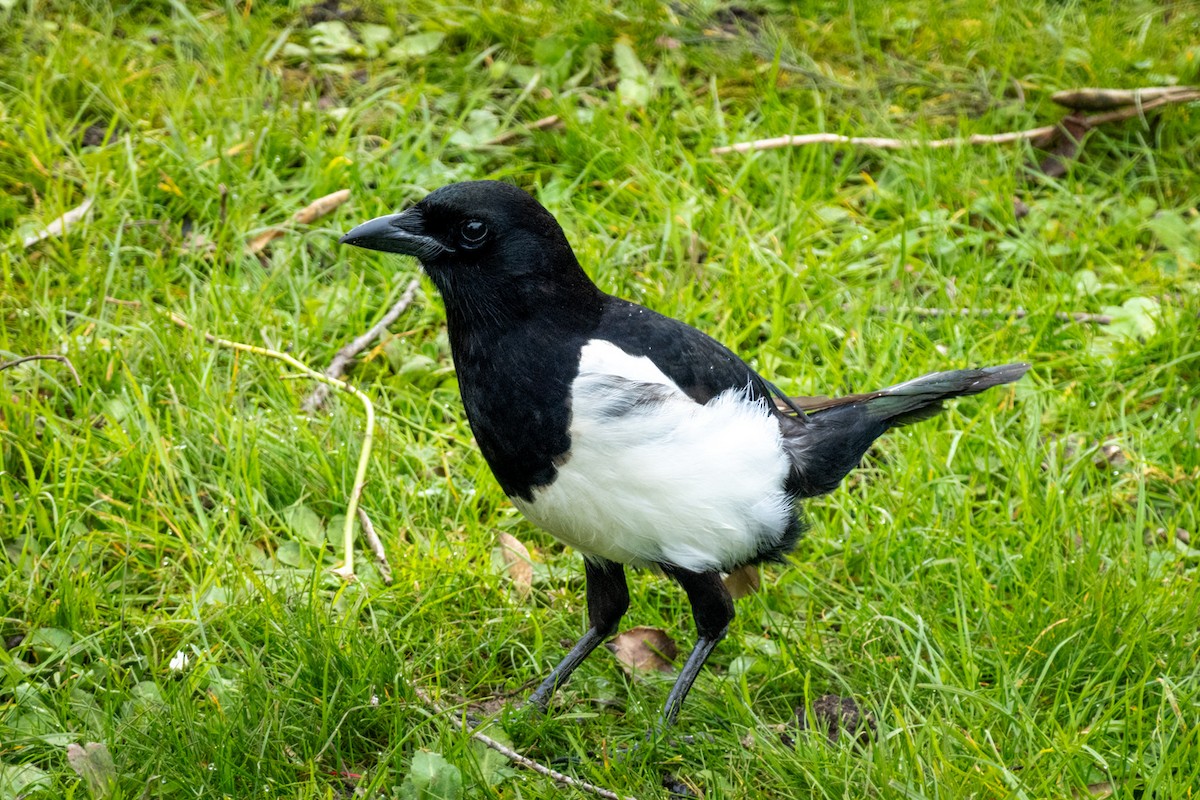 Eurasian Magpie - Robert Stone