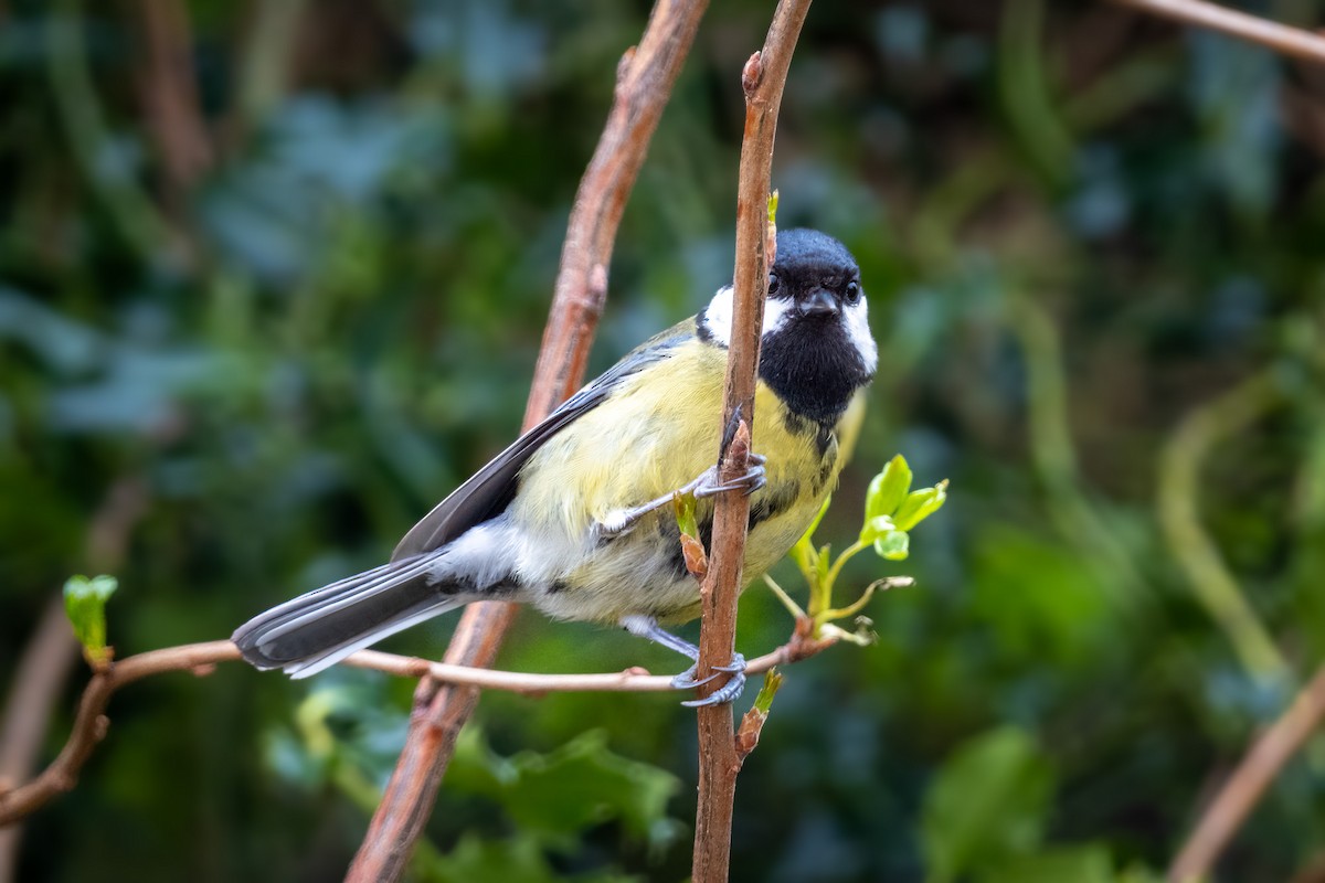 Mésange charbonnière - ML616101025