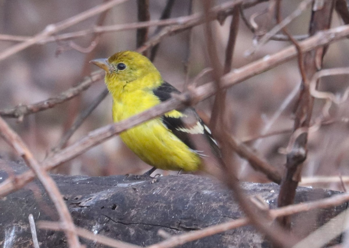 Western Tanager - ML616101117