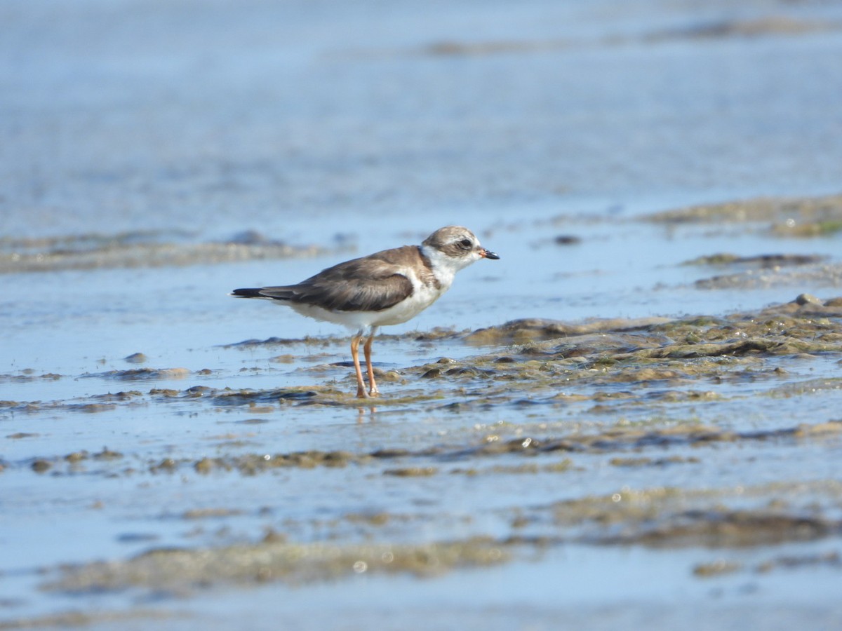 Semipalmated Plover - ML616101155