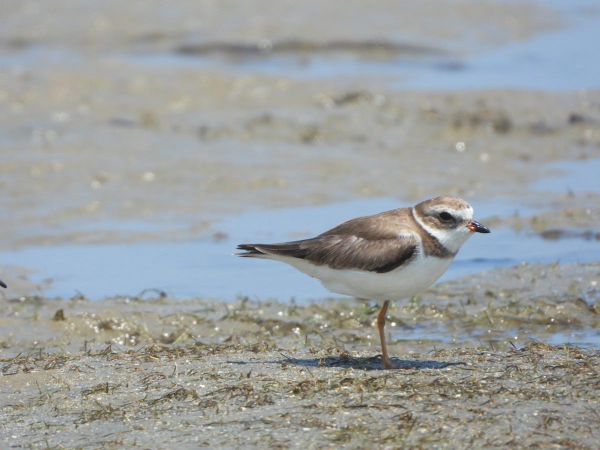 Semipalmated Plover - ML616101162