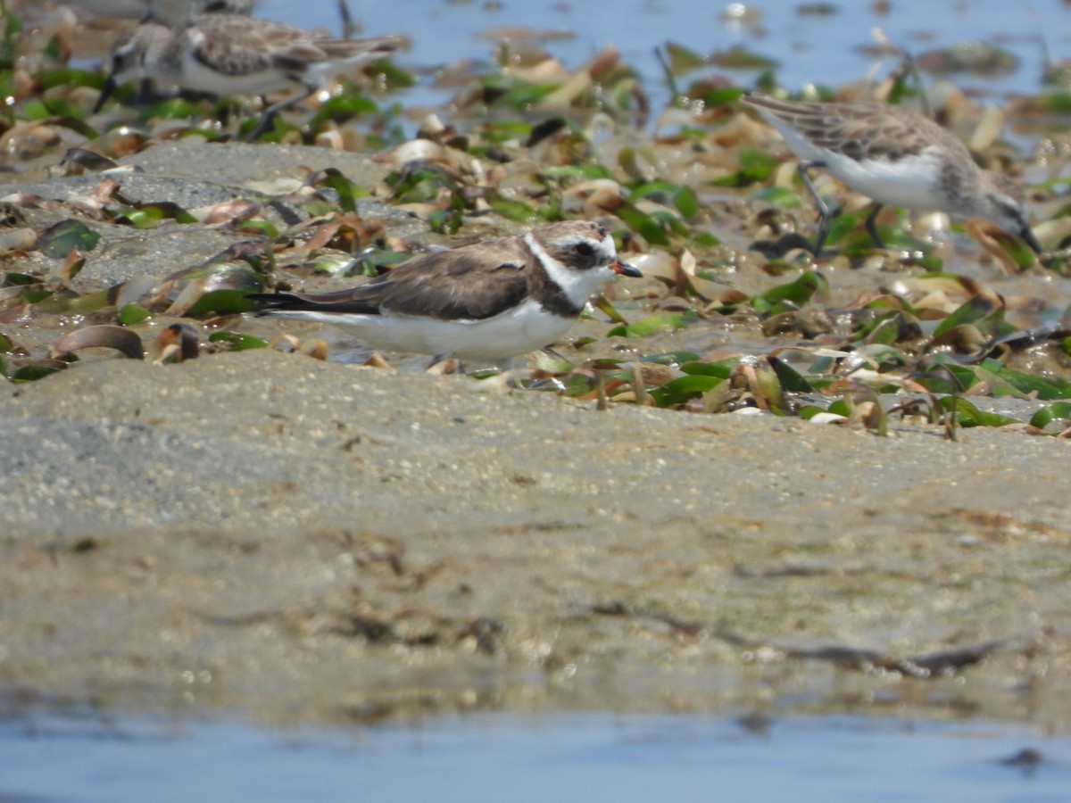 Semipalmated Plover - ML616101173