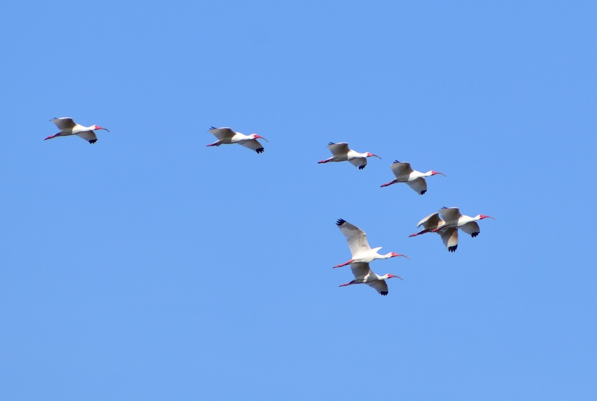 ibis bílý - ML616101248