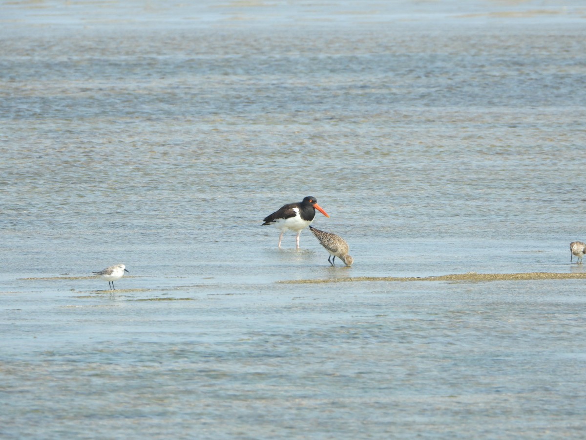 American Oystercatcher - ML616101270