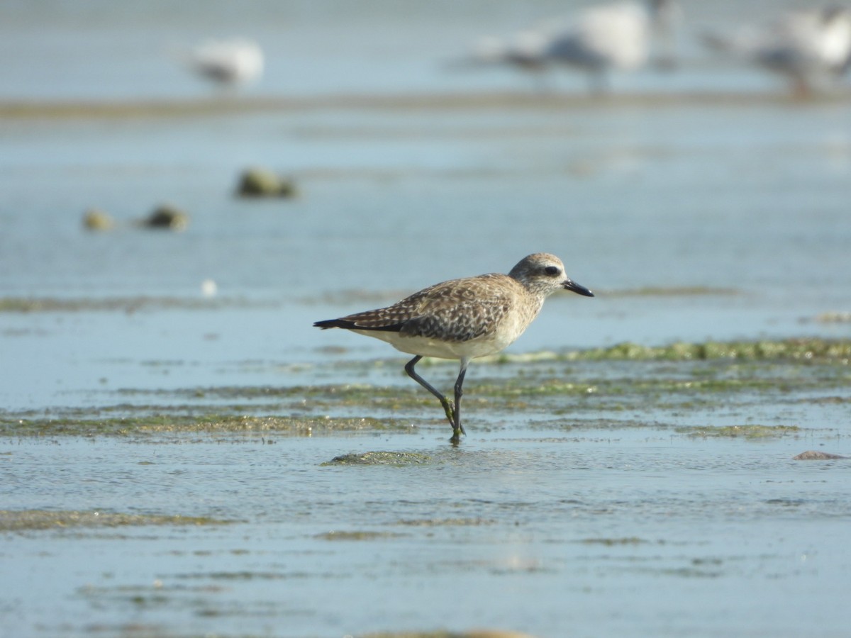 Black-bellied Plover - ML616101287