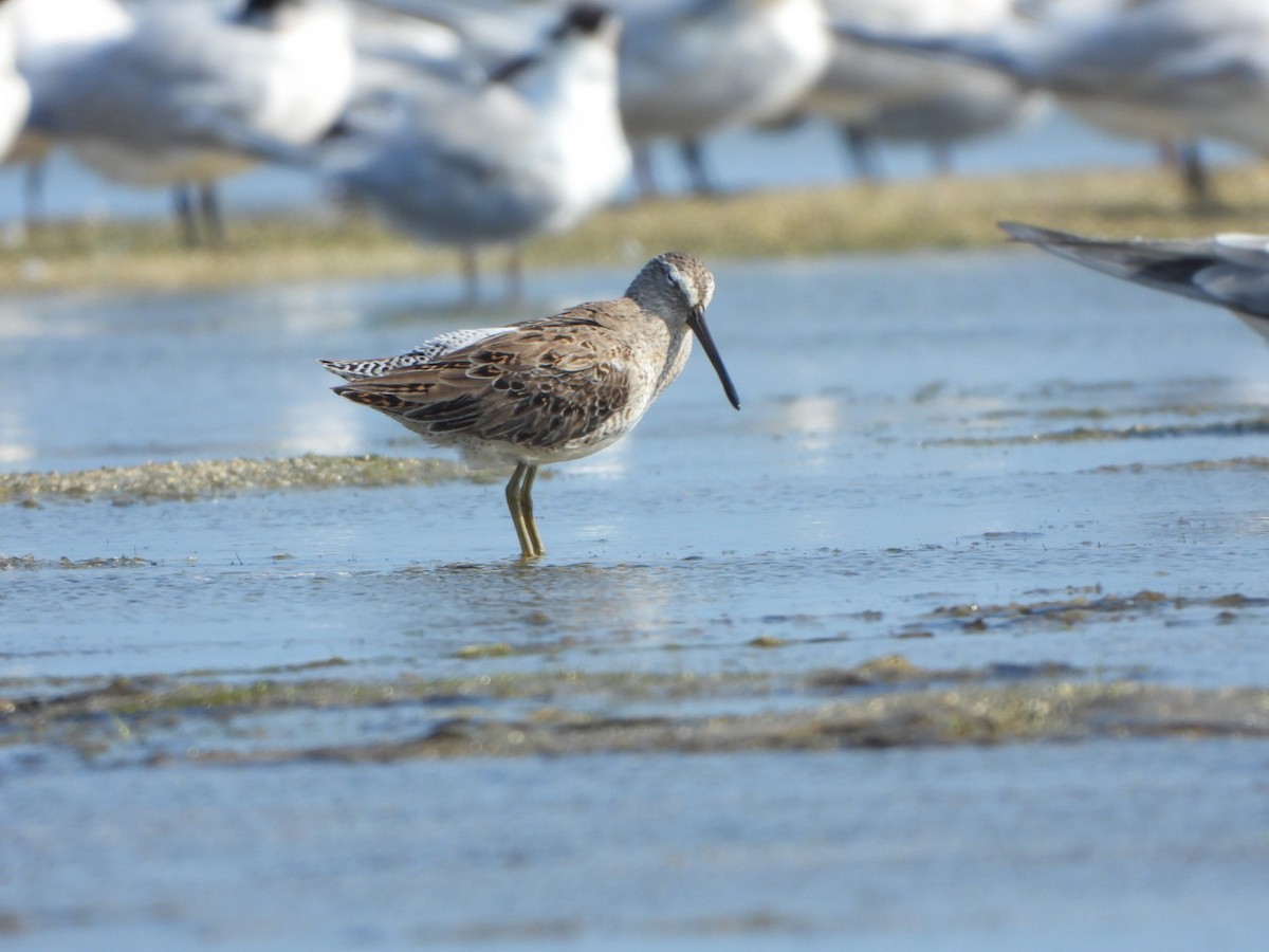 Short-billed Dowitcher - ML616101306