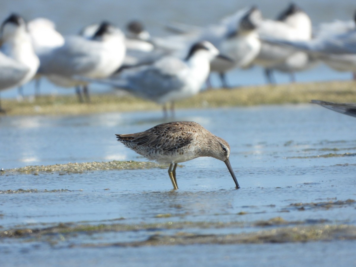 kortnebbekkasinsnipe - ML616101308