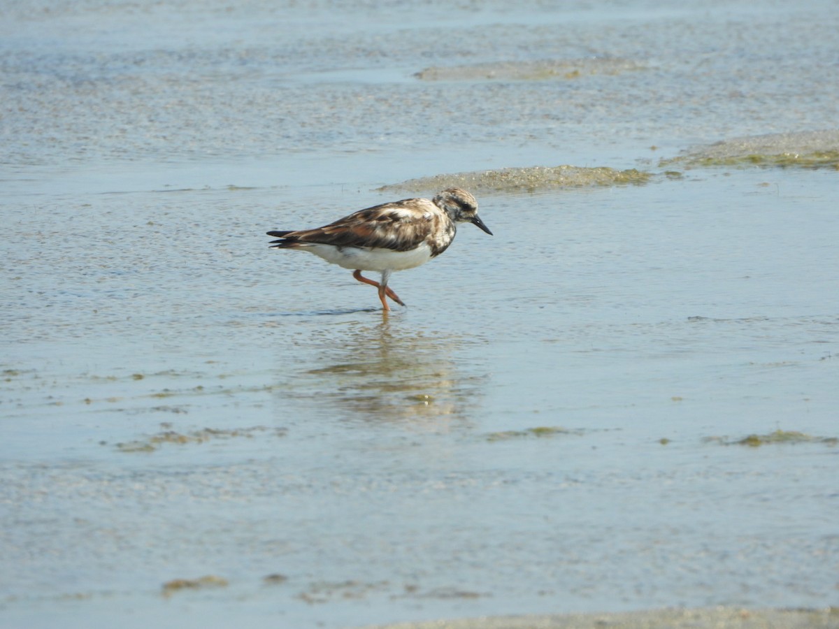 Ruddy Turnstone - ML616101326