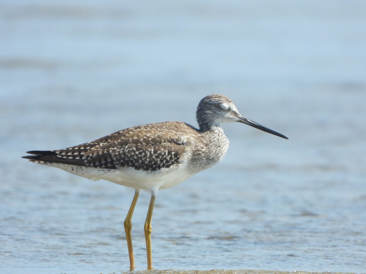 Greater Yellowlegs - ML616101329