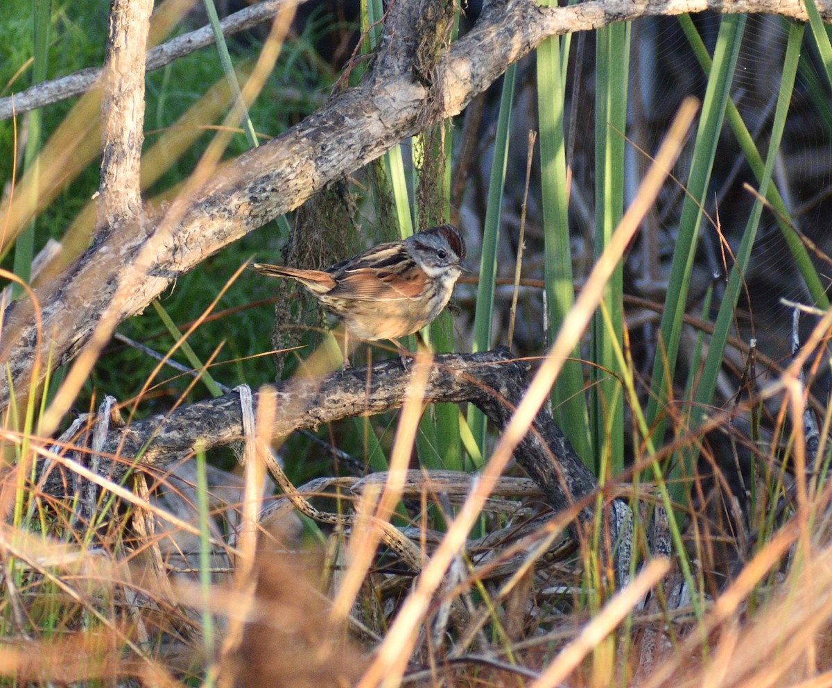 Swamp Sparrow - ML616101338