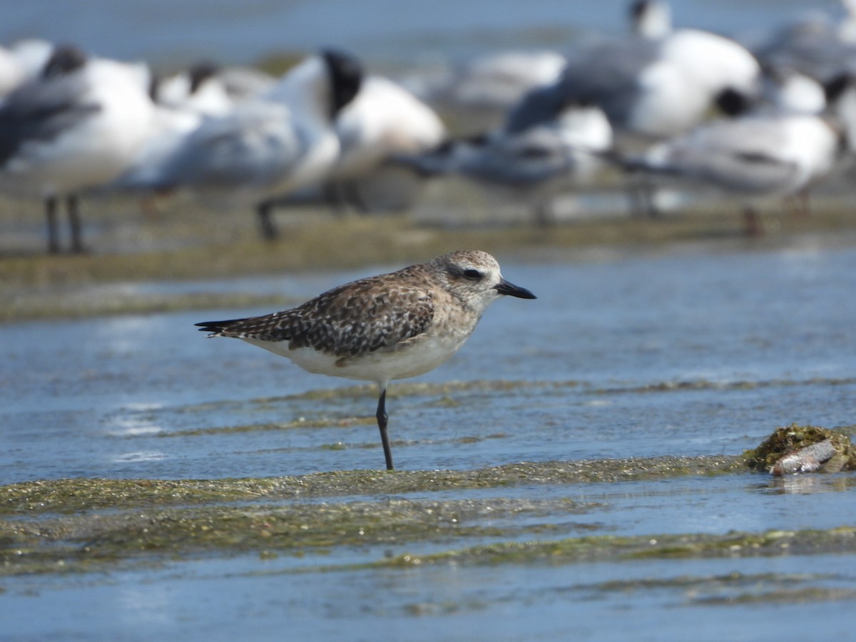 Black-bellied Plover - Francisco Contreras @francontreras.80