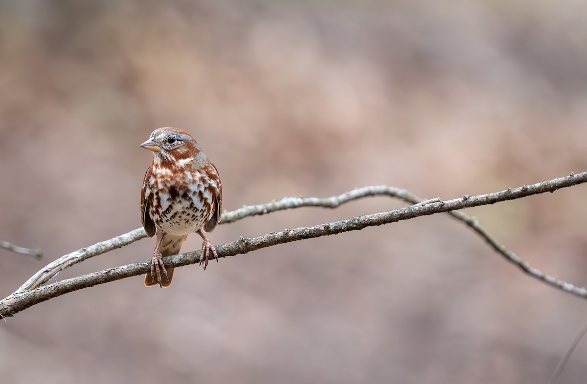 Fox Sparrow - ML616101349